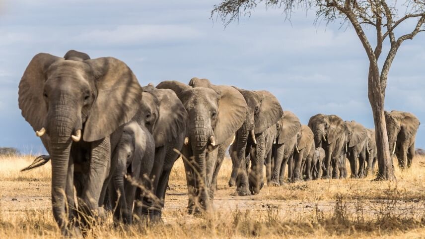 Classic Tanzania Safari