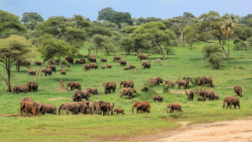 Safari drive on the Serengeti
