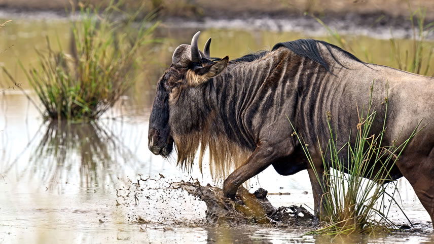 Wildebeest in the Serengeti, Tanzania
