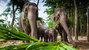 Elephant Nature Park