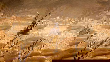 20 Day MSC Grand Voyages (MSC Cruises)