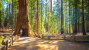 Redwood National Park
