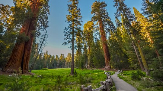 Giant Sequoia in Yosemite