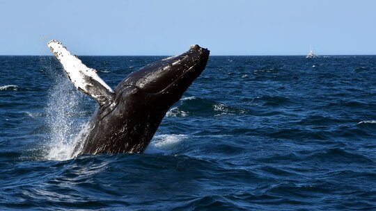 Whale Watching at Cape Cod