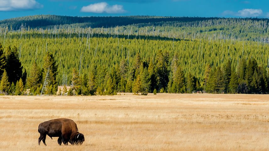 Yellowstone & the Tetons: American Safari