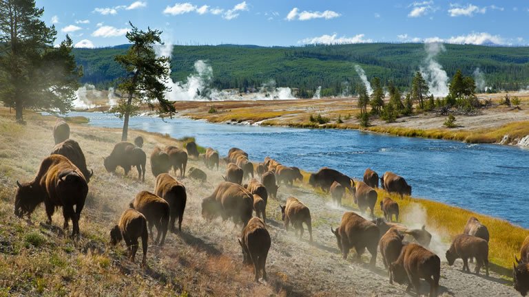 Yellowstone & the Tetons: American Safari with Salt Lake City