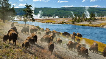 9 Day Wild West, Cowboys and Buffalos (Trafalgar)
