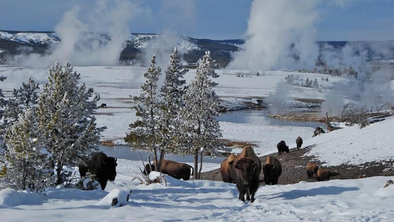Wonderland: Yellowstone in Winter