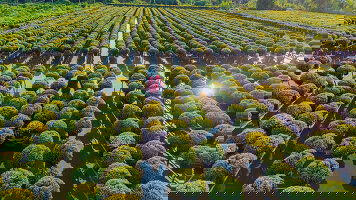 8 Day 8-Day Majestic Mekong Cruise (Emerald Cruises)