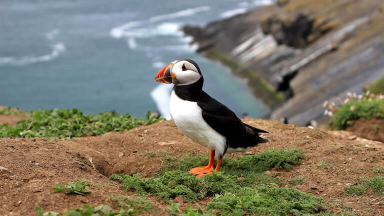 Skomer Island