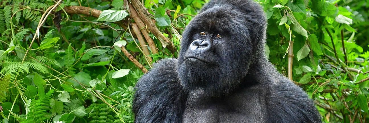 Gorilla Treks Starting In August 2024   Gorilla Treks 