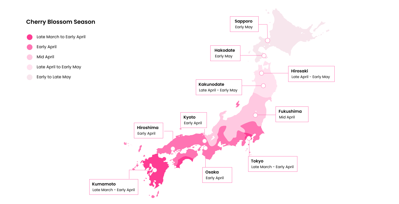 Japan's Cherry Blossom Season