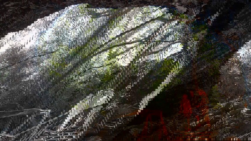 Gulf Savannah Wanderer