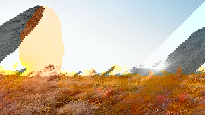 Gulf Savannah Wanderer