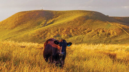 14 Day New Zealand Marvel (AAT Kings)