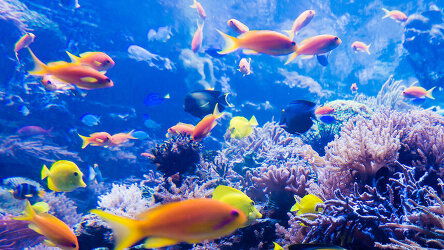 4 Day Tropical Reef & Rainforest (AAT Kings)