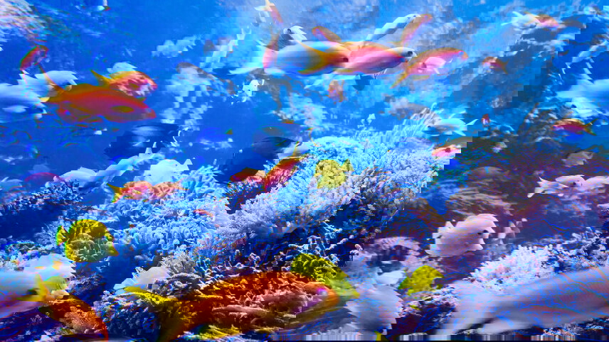 Tropical Reef & Rainforest