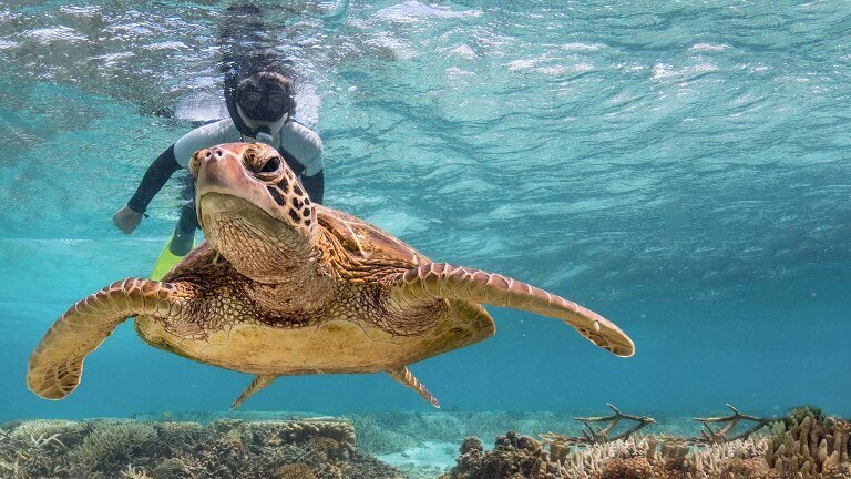 East Coast Beaches and Reef