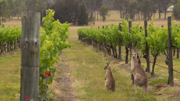 4 Day Sydney, Hunter Valley & Blue Mountains Escape (AAT Kings)