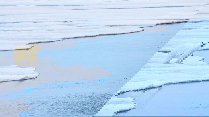 Arctic Cruise Adventure: In Search of the Polar Bear