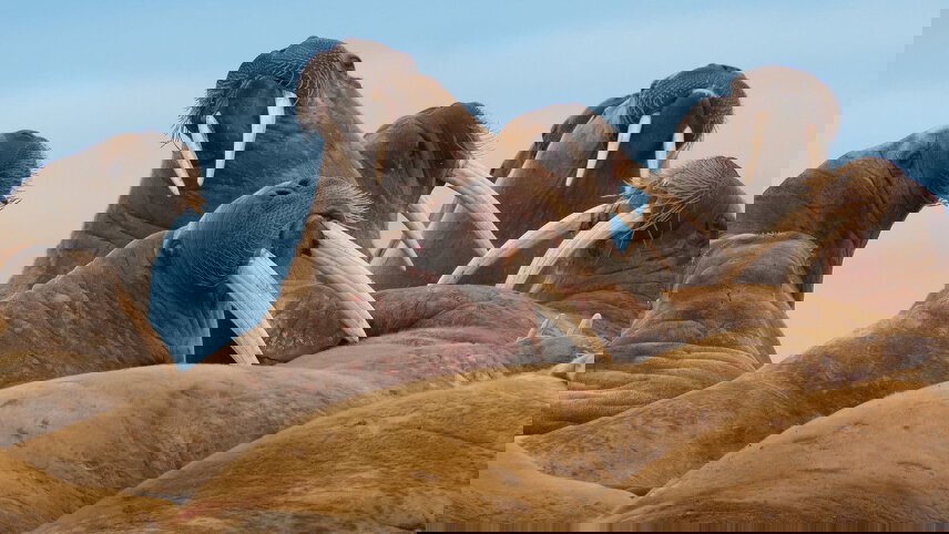 Arctic Cruise Adventure: In Search of the Polar Bear