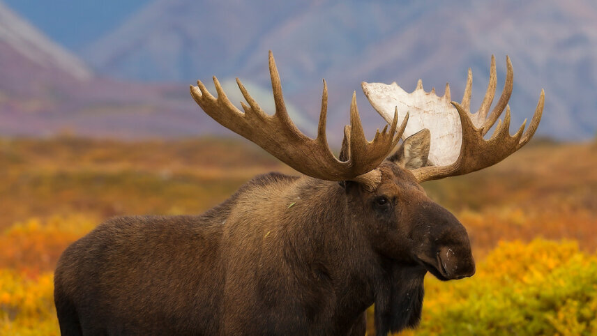 Alaska: Wilderness, Denali & the Last Frontier