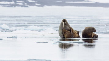 9 Day An Arctic Wildlife Expedition in Svalbard (Abercrombie & Kent)