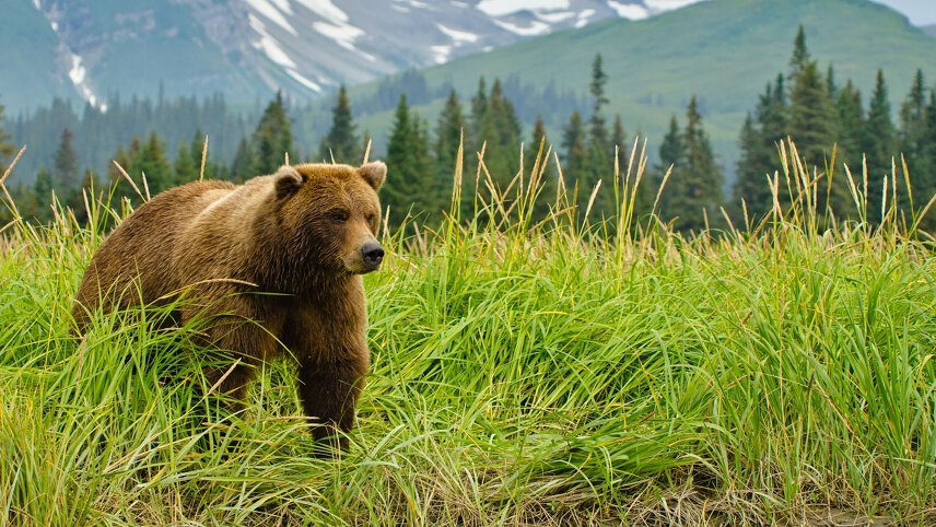 Alaska: Wilderness & Wildlife
