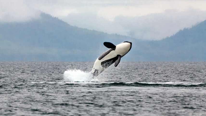 Alaska: Wilderness & Wildlife
