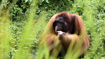 10 Day Borneo: Land of the Orangutan (Abercrombie & Kent)