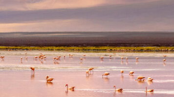 9 Day Chile & Bolivia: Atacama to Uyuni Salt Flats (Abercrombie & Kent)