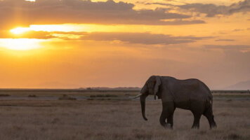 8 Day Classic Kenya Safari (Abercrombie & Kent)