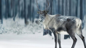 8 Day Christmas in Lapland (Abercrombie & Kent)