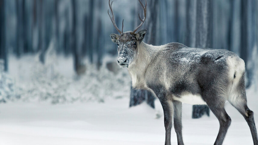 Christmas in Lapland