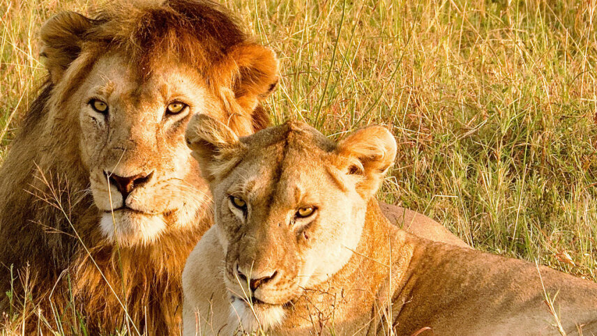 Classic Tanzania Safari