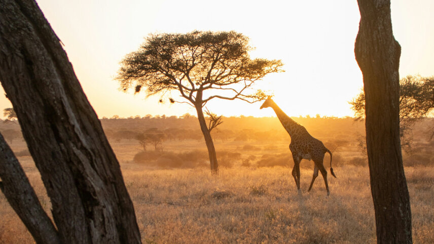Classic Tanzania Safari