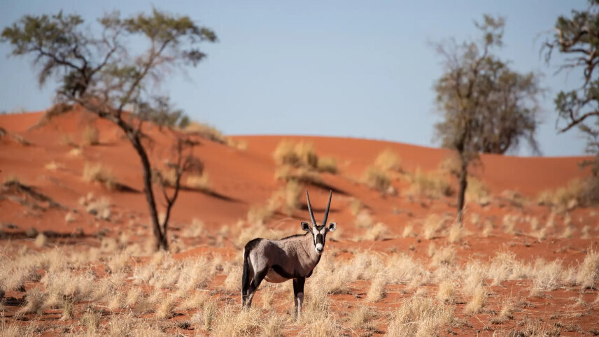 A Desert Safari in Namibia