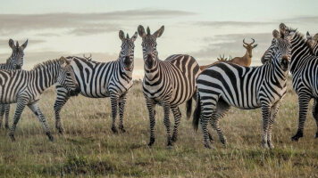 11 Day East Africa by Private Air (Abercrombie & Kent)