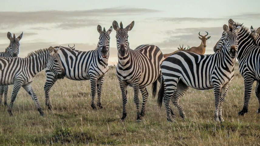 East Africa by Private Air
