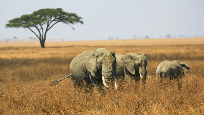 East Africa by Private Air