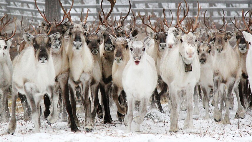 Finland & Sweden: Adventure Across Lapland