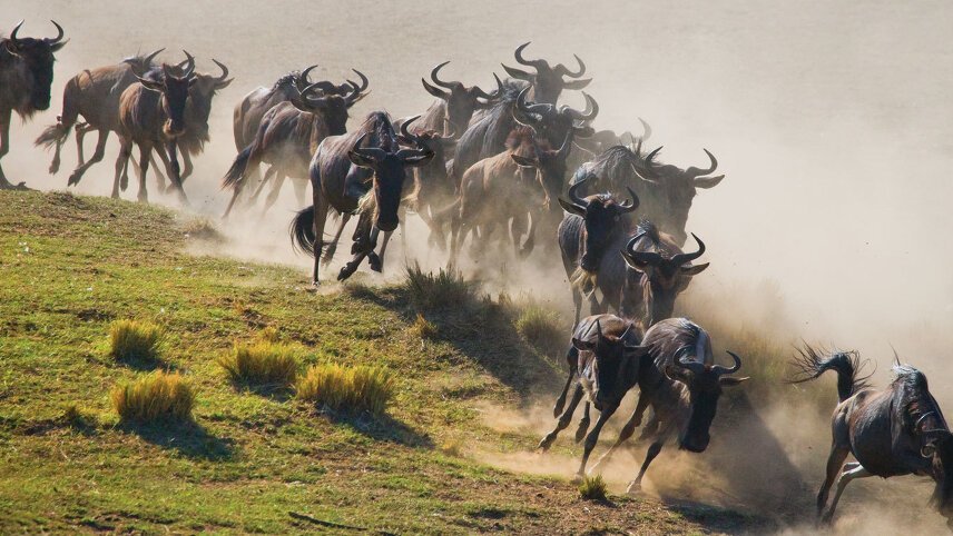 The Great Migration Safari in Style