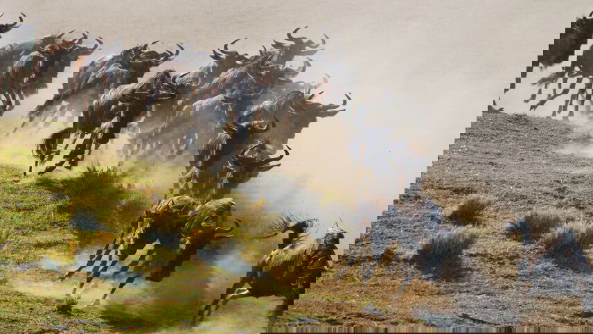 The Great Migration Safari in Style