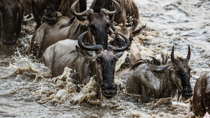 Kenya & Tanzania: Epic Great Migration Safari