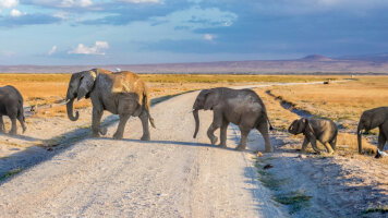 11 Day Kenya & Tanzania Safari Adventure (Abercrombie & Kent)