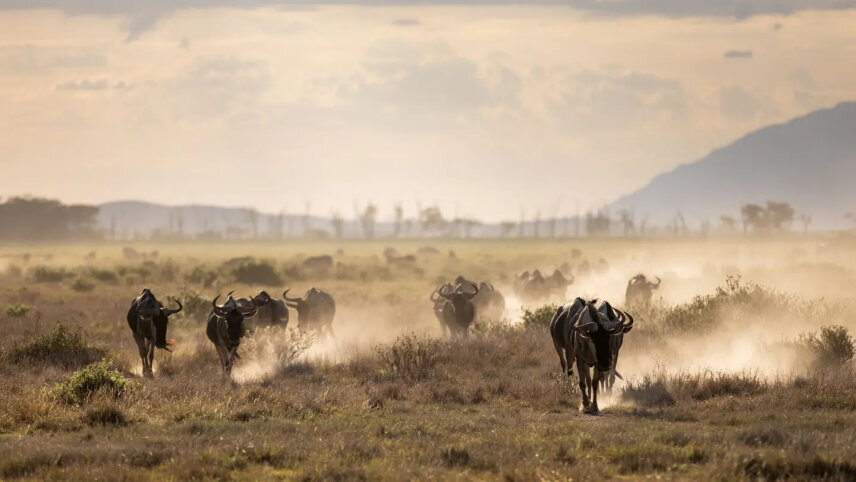 Kenya & Uganda Safari by Private Air