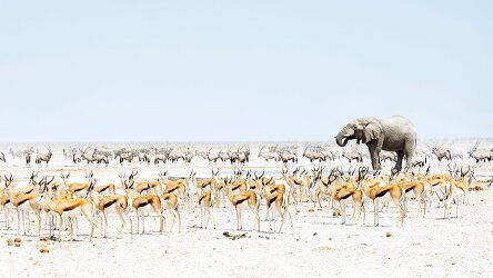 11 Day Namibia: Dunes & Desert Safari (Abercrombie & Kent)