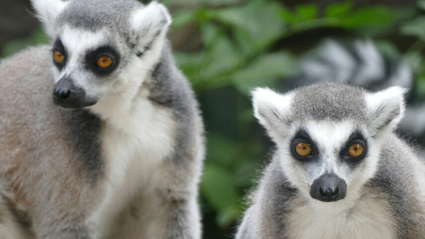Natural Wonders of Madagascar