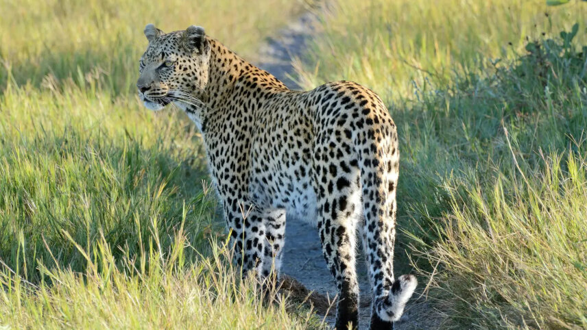Southern Africa by Private Air