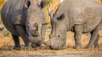 9 Day South Africa & Victoria Falls (Abercrombie & Kent)